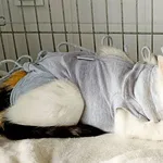 Znaleziono kota, Wałbrzych, 11 lutego 2026