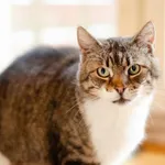 Oddam kota, Elbląg, 21 lutego 2026