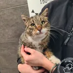 Imię: Przyjęty: 2026-01-14 Płeć: Kotka Opis: europejska, buro-białe Wiek w dniu przyjęcia: ok. 3 lata