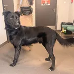 Znaleziono psa, Bydgoszcz, 19 lutego 2026