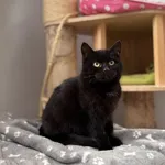 Kot do adopcji, Piła, 5 stycznia 2026