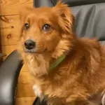 Pies do adopcji, Głowno, 21 lutego 2026