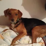 Pies do adopcji, Rytlów, 22 lutego 2026