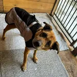 Pies do adopcji, Rytlów, 22 lutego 2026