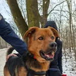 Pies do adopcji, Milanówek, 22 lutego 2026