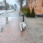 Znaleziono kota, Łopiszewo, 22 lutego 2026