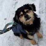 Oddam psa, Gdańsk, 22 lutego 2026