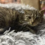 Kot do adopcji, Głowno, 21 lutego 2026