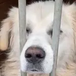 Pies do adopcji, Głowno, 21 lutego 2026