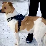 Pies do adopcji, Głowno, 21 lutego 2026