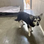 Pies do adopcji, Kraków, 7 lutego 2026