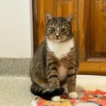 Oddam kota, Elbląg, 22 lutego 2026