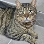 Kot do adopcji, Piła, 16 stycznia 2026