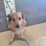 Przyjęty: 2026-02-21 Gmina: Brzeszcze Płeć: Pies Opis: mieszaniec, płowe