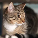 Kot do adopcji, Sopot, 23 lutego 2026