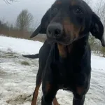 Pies do adopcji, Rytlów, 22 lutego 2026