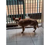 Znaleziono psa, Białystok, 23 lutego 2026