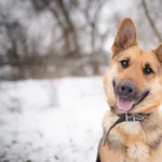 Oddam psa, Warszawa, 23 lutego 2026