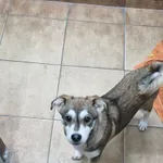 Znaleziono psa, Sosnowiec, 21 lutego 2026