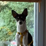 Zaginął pies, Warszawa, 23 lutego 2026