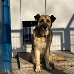 Merlinek, uratowany ze zlikwidowanego schroniska Kocham Psisko, oczarował wszystkich swą mądrością i miłością do człowieka. Tylko to jego smutne spojrzenie... Być może spowodowane tym, że przeczuwa, i