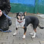 Pies do adopcji, Nowy Dwór Mazowiecki, 23 lutego 2026