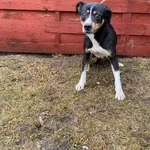 Znaleziono psa, Czartki, 23 lutego 2026