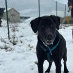 Pies do adopcji, Żywiec, 22 lutego 2026