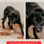 Pies do adopcji, Czartki, 23 lutego 2026