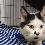 Kocurek poz. 26/088/K