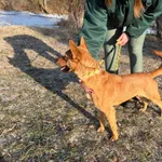 Pies do adopcji, Bełchatów, 20 listopada 2025