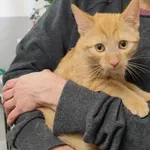 Znaleziono kota, Toruń, 19 lutego 2026