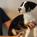 Znaleziono psa, Toruń, 22 lutego 2026