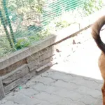 Zaginął pies, Baciki Średnie, 1 marca 2026