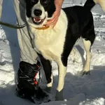 Oddam psa, Warszawa, 2 marca 2026