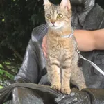 Zaginął kot, Warszawa, 5 marca 2026