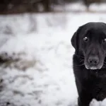 Oddam psa, Łódź, 5 marca 2026