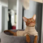 Zaginął kot, województwo mazowieckie, 6 marca 2026