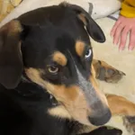 Zaginął pies, Zbrza, 8 marca 2026