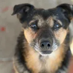 Oddam psa, Gdańsk, 8 marca 2026