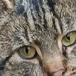 Zaginął kot, Lublin, 9 marca 2026