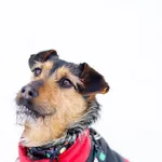 Oddam psa, Olsztyn, 8 marca 2026