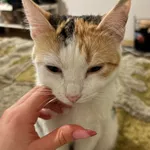 Zaginął kot, Lublin, 12 marca 2026