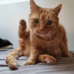 Zaginął kot, Borkowo, 14 marca 2026