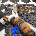 Zaginął kot, Kraków, 14 marca 2026