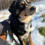 Oddam psa, Elbląg, 14 marca 2026