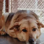 Linda - delikatna dusza szuka swojego człowieka  