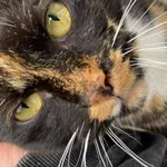 Zaginął kot, Jelenia Góra, 16 marca 2026