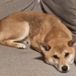 Zaginął pies, Osowiec, 16 marca 2026