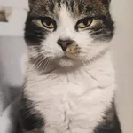 Zaginął Nasz Tymcio.